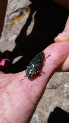 Chalcophora mariana massiliensis