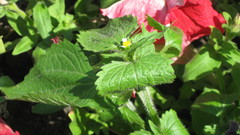 Galinsoga quadriradiata