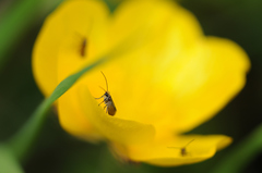 Micropterix calthella