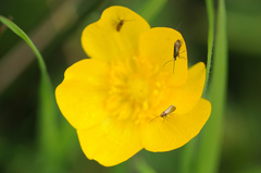 Micropterix calthella