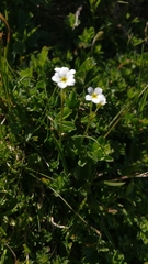 Androsace obtusifolia