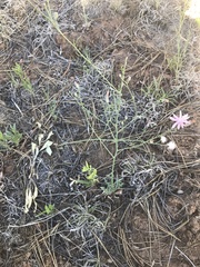 Stephanomeria thurberi