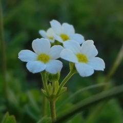 Androsace obtusifolia
