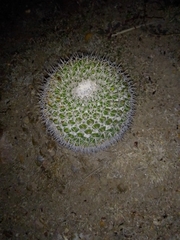 Mammillaria wagneriana