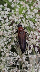 Anogcodes rufiventris