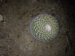 Mammillaria wagneriana