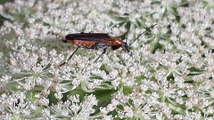 Anogcodes rufiventris