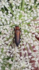 Anogcodes rufiventris