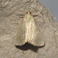 Protodeltote albidula