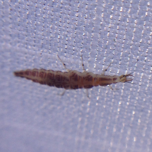 Hemerobiidae