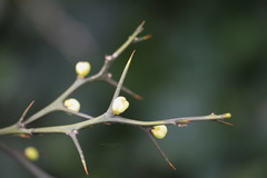 Citrus trifoliata