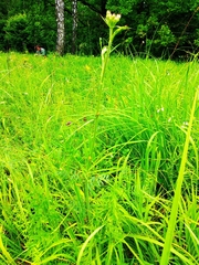 Silphiodaucus prutenicus