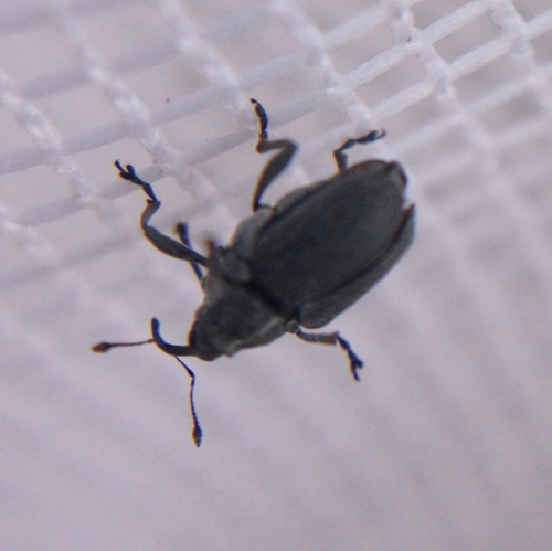 Curculionidae