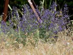 Teucrium orientale