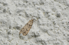 Diurnea fagella