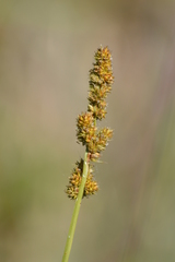 Carex annectens