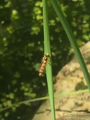 Sphaerophoria scripta