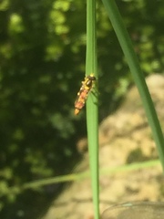 Sphaerophoria scripta