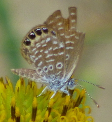 Brephidium pseudofea