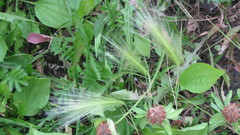 Hordeum jubatum