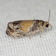 Olethreutes osmundana
