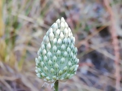 Allium