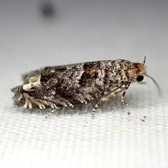 Epiblema abruptana