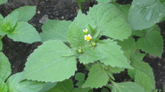 Galinsoga quadriradiata
