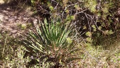 Yucca decipiens