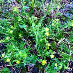 Potentilla tergemina