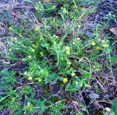 Potentilla tergemina