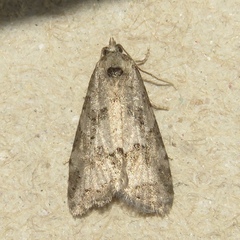 Hyperstrotia pervertens