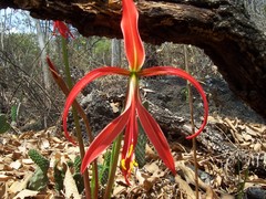 Sprekelia formosissima