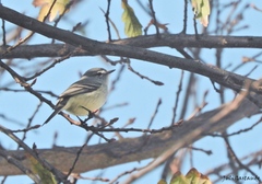 Serpophaga griseicapilla
