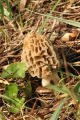 Morchella