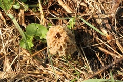 Morchella