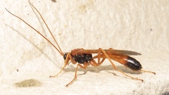 Opheltes glaucopterus barberi