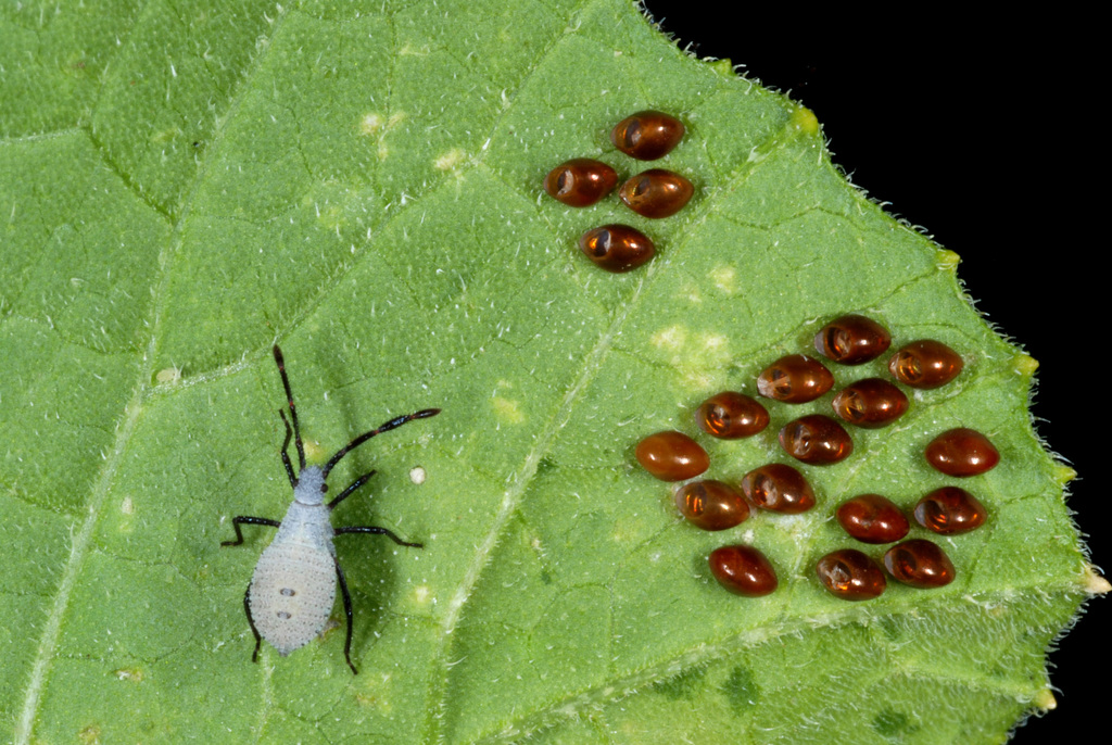 Squash bug (Anasa tristis)