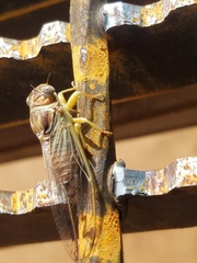 Diceroprocta delicata