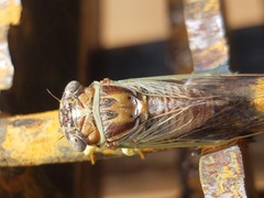 Diceroprocta delicata