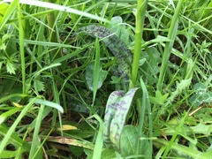 Dactylorhiza maculata ericetorum