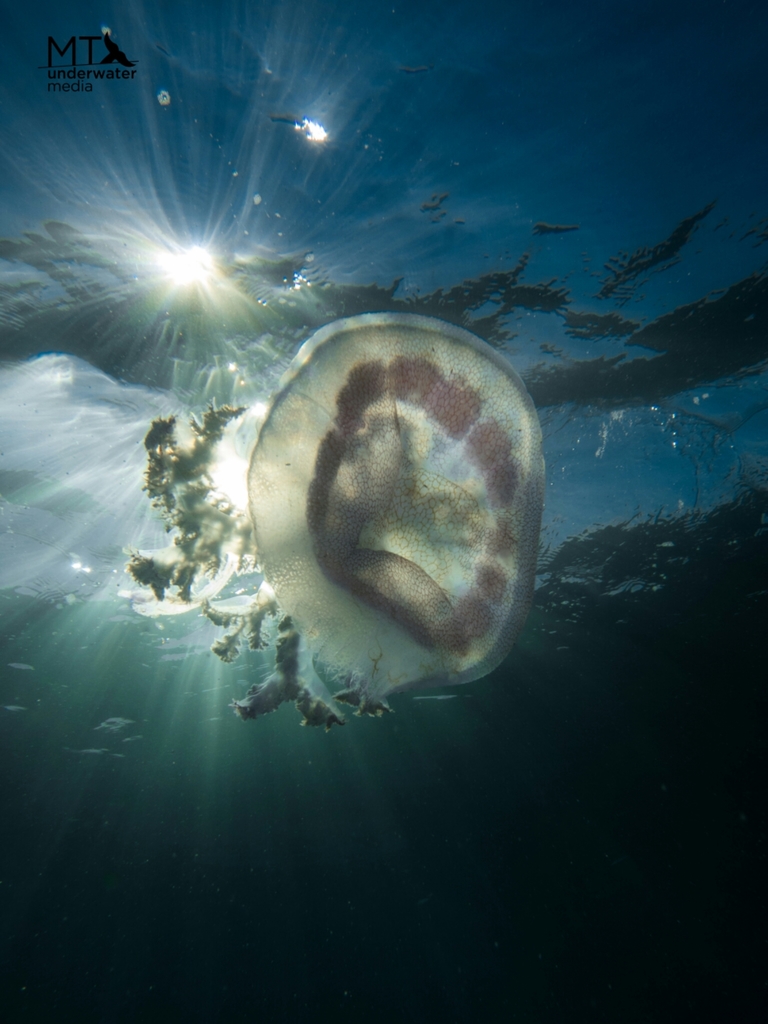 Lychnorhizid Jellies