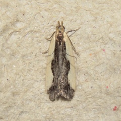 Dichomeris inserrata