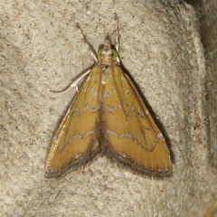 Xanthophysa psychicalis