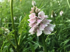 Dactylorhiza maculata ericetorum