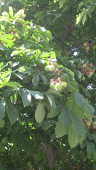 Aesculus hippocastanum