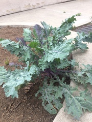Brassica oleracea acephala