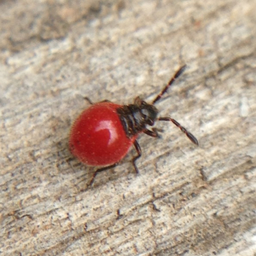 Largidae