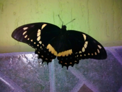 Papilio coroebus syndemis