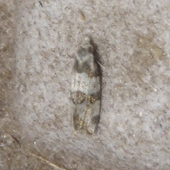 Aethes argentilimitana